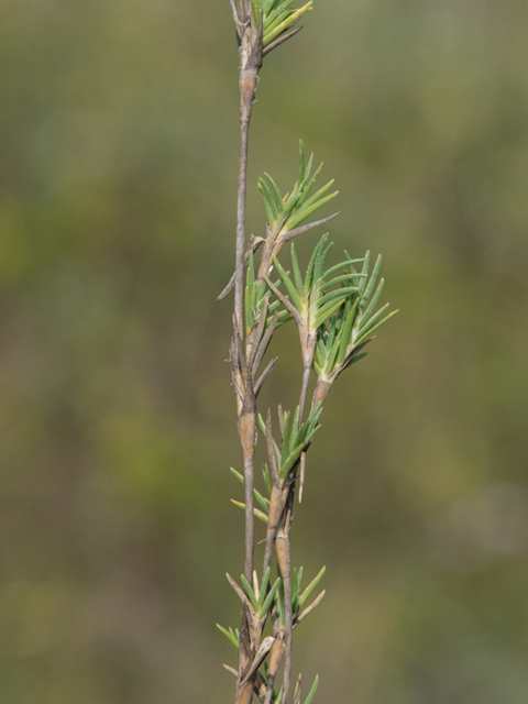 Monanthochloe littoralis (Shoregrass) #46406