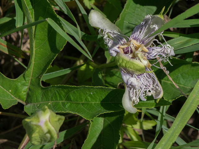 Passiflora incarnata (Maypop) #46407