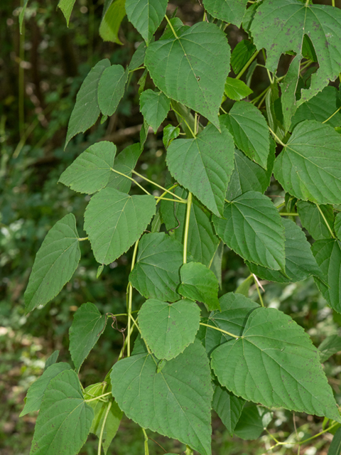 Ampelopsis cordata (Heartleaf peppervine) #46860