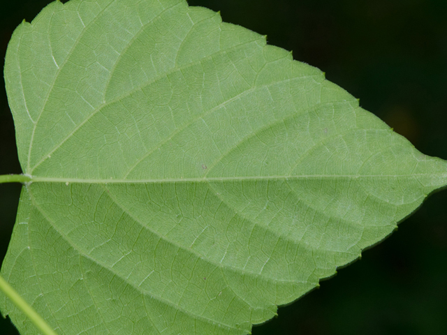 Ampelopsis cordata (Heartleaf peppervine) #46862