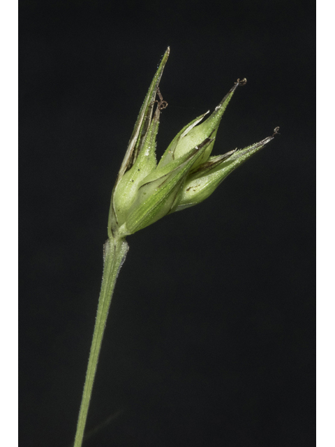 Carex basiantha (Willdenow's sedge) #48336