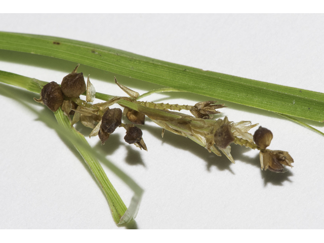 Carex corrugata (Prune-fruit sedge ) #48369