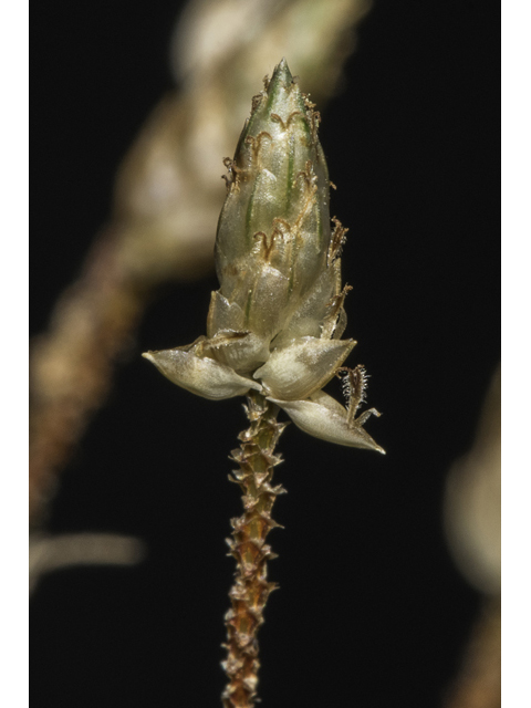 Fimbristylis decipiens (Southern fimbry) #48585