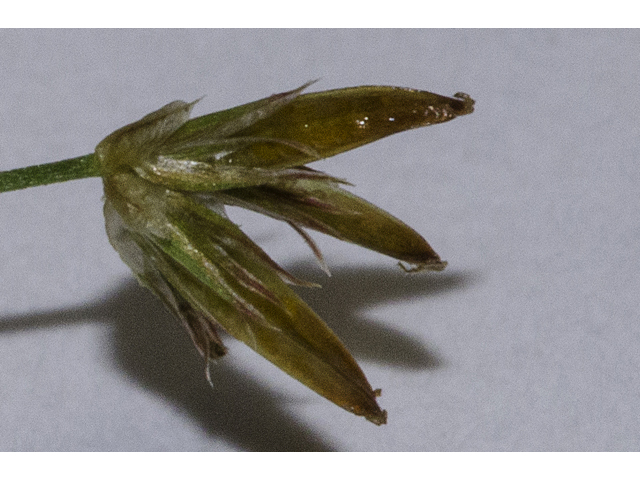 Juncus diffusissimus (Slimpod rush ) #48628