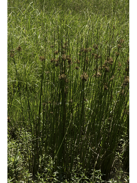 Juncus effusus (Common rush) #48632