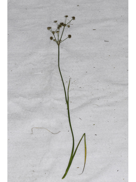 Juncus polycephalos (Manyhead rush) #48649