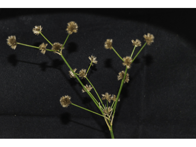 Juncus polycephalos (Manyhead rush) #48650