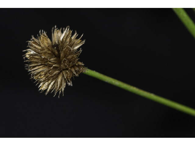 Juncus polycephalos (Manyhead rush) #48651