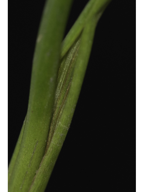 Juncus polycephalos (Manyhead rush) #48653