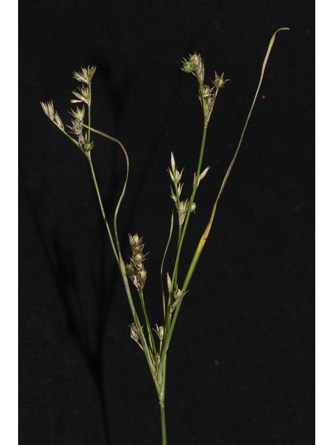 Juncus tenuis (Poverty rush) #48662