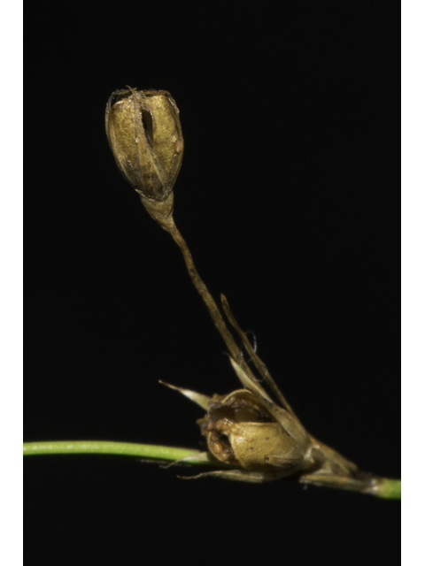 Juncus tenuis (Poverty rush) #48665