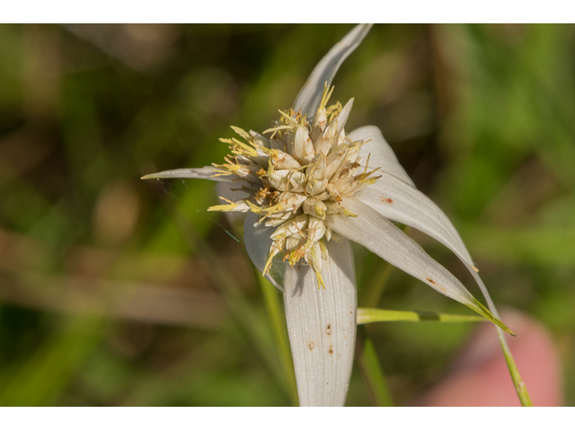 Rhynchospora colorata (Whitetop sedge) #48699