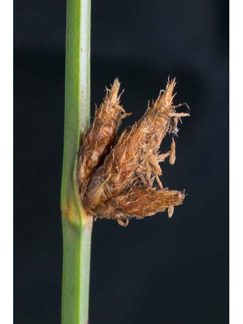 Schoenoplectus pungens var. longispicatus (Common threesquare) #48737