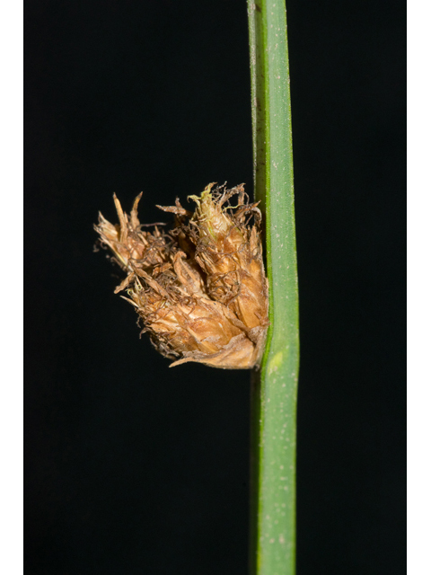 Schoenoplectus pungens var. longispicatus (Common threesquare) #48738