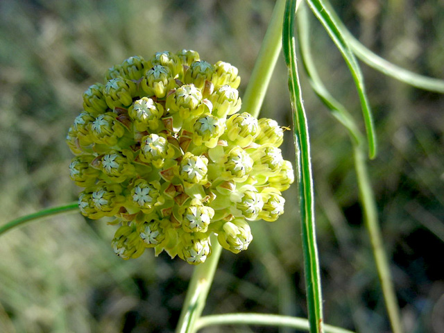 Asclepias engelmanniana (Engelmann's milkweed) #36691