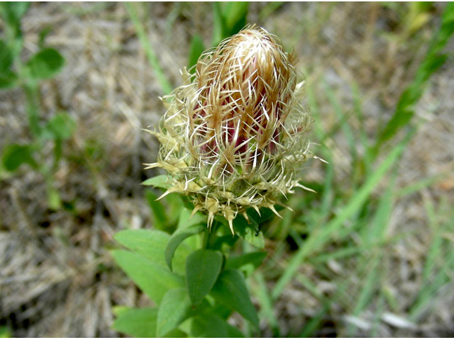 Centaurea americana (American basket-flower) #36701