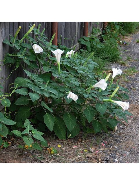 Datura wrightii (Jimsonweed) #36717