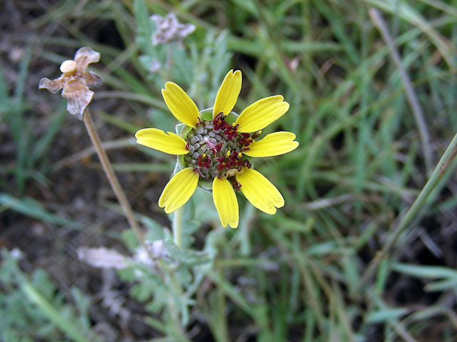 Berlandiera lyrata (Chocolate daisy) #36737