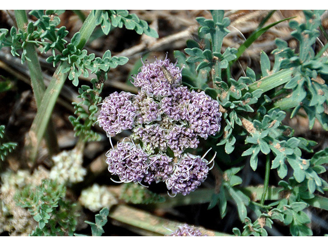 Cymopterus montanus (Mountain springparsley) #43127