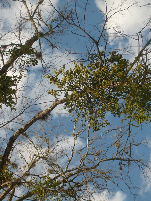 Phoradendron tomentosum (Christmas mistletoe) #28507