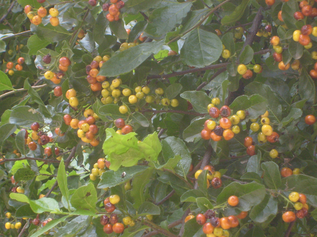 Ehretia anacua (Anacua) #28529