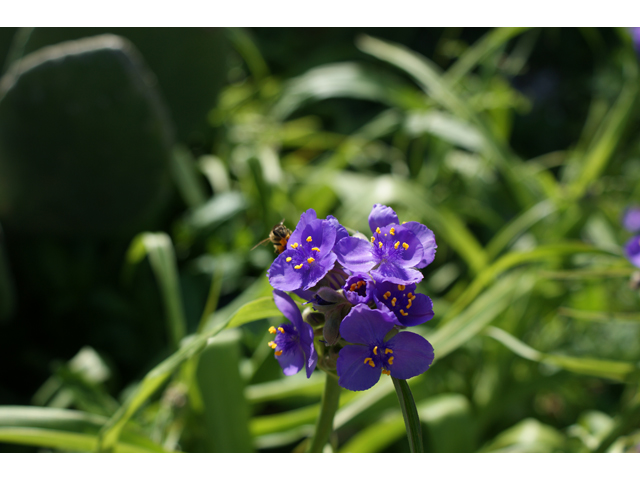 Tradescantia gigantea (Giant spiderwort) #30501