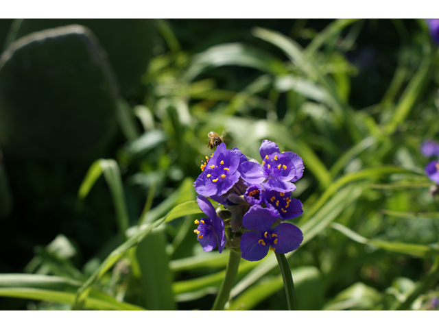 Tradescantia gigantea (Giant spiderwort) #30502