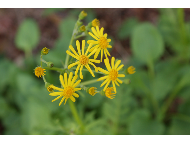 Packera obovata (Golden groundsel) #30510