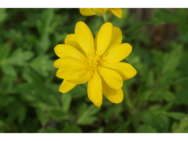 Ranunculus macranthus (Large buttercup) #30517