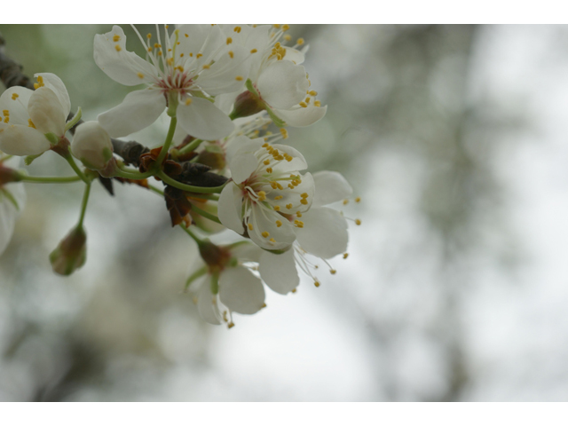 Prunus mexicana (Mexican plum) #30522