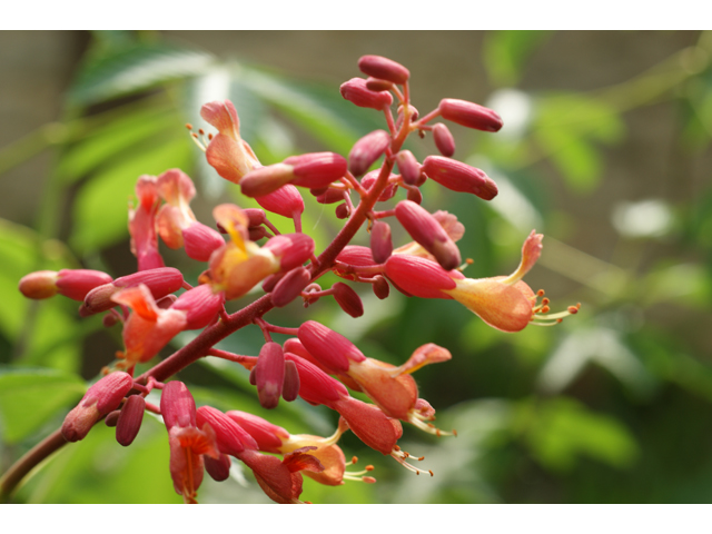 Aesculus pavia (Red buckeye) #30538