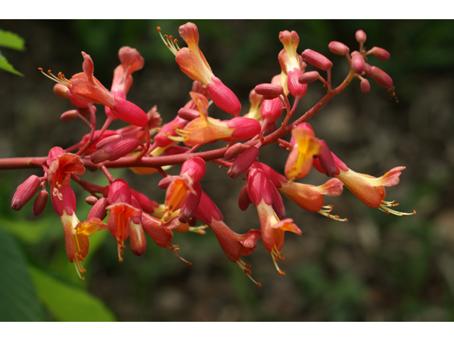 Aesculus pavia (Red buckeye) #30539