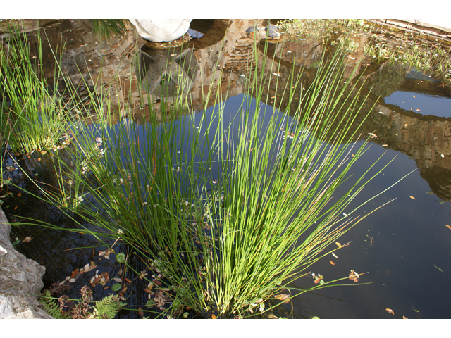 Eleocharis montevidensis (Sand spikerush) #30551