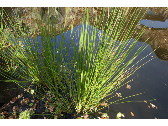 Eleocharis montevidensis (Sand spikerush) #30552