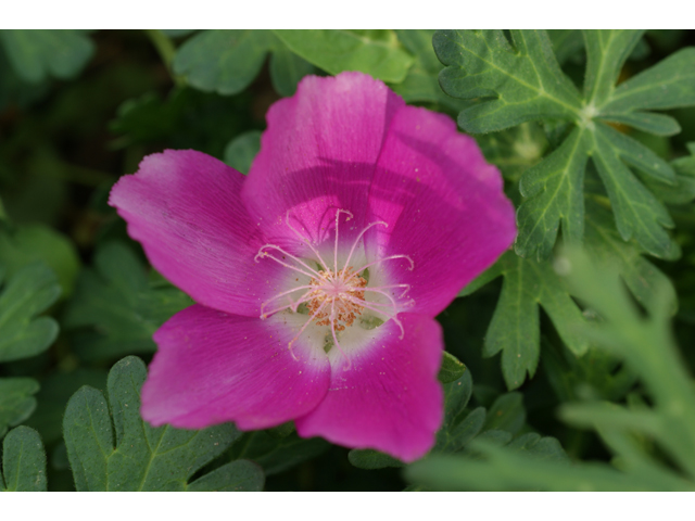 Callirhoe digitata (Winecup) #30574