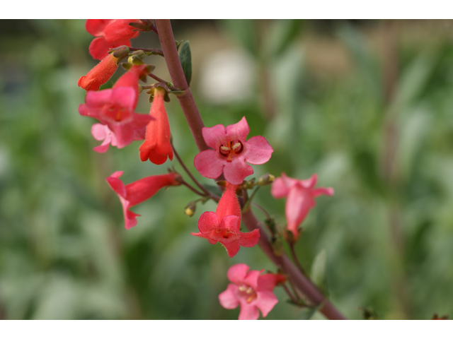 Penstemon wrightii (Wright's penstemon) #30588