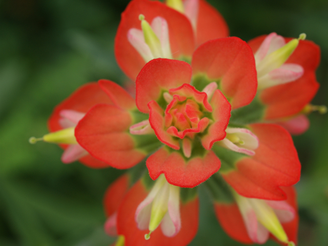 Castilleja indivisa (Texas indian paintbrush) #30668