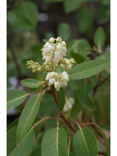 Arbutus xalapensis (Texas madrone) #30704