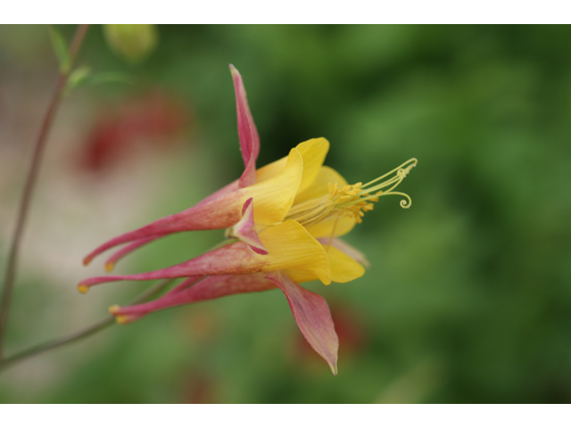 Aquilegia canadensis (Eastern red columbine) #30717