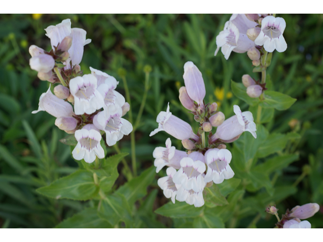 Penstemon cobaea (Prairie penstemon) #31964