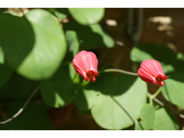 Clematis texensis (Scarlet clematis) #31983