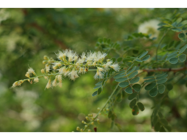 Senegalia wrightii (Wright acacia) #32003