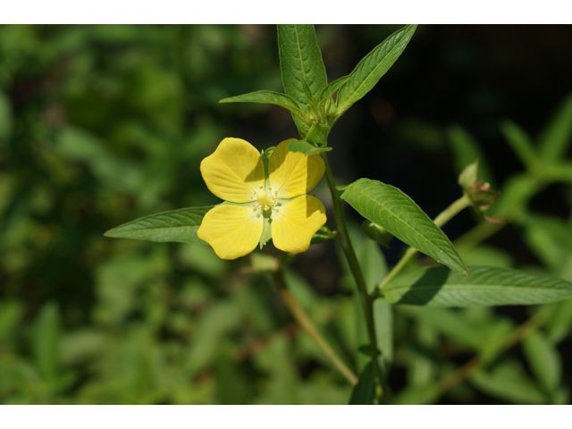 Ludwigia octovalvis (Mexican primrose-willow) #32039