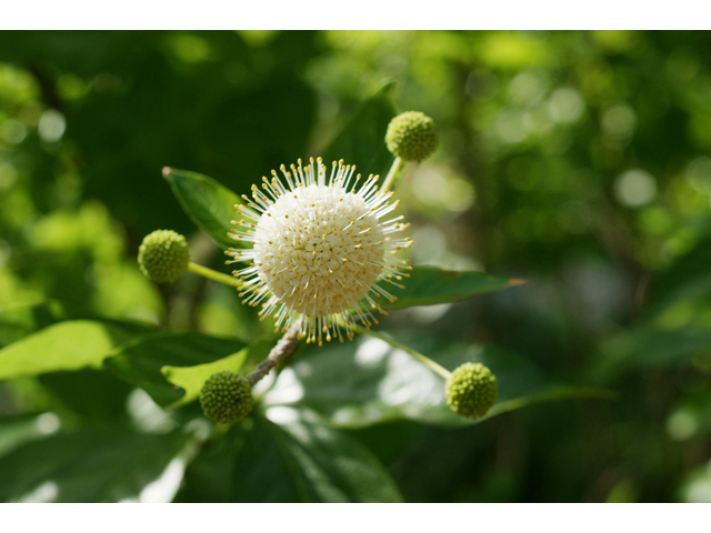 Cephalanthus occidentalis (Common buttonbush) #37488