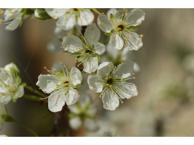 Prunus rivularis (River plum) #37518