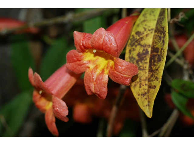 Bignonia capreolata (Crossvine) #37544