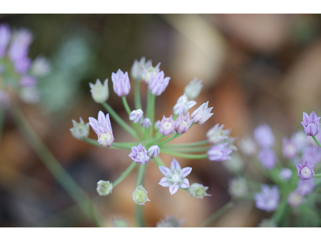 Allium drummondii (Drummond's onion) #37592