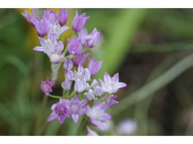 Allium drummondii (Drummond's onion) #37595