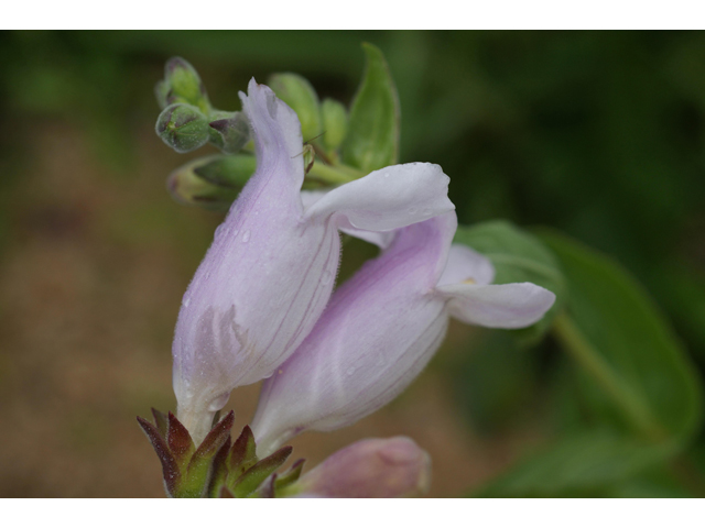 Penstemon cobaea (Prairie penstemon) #37655