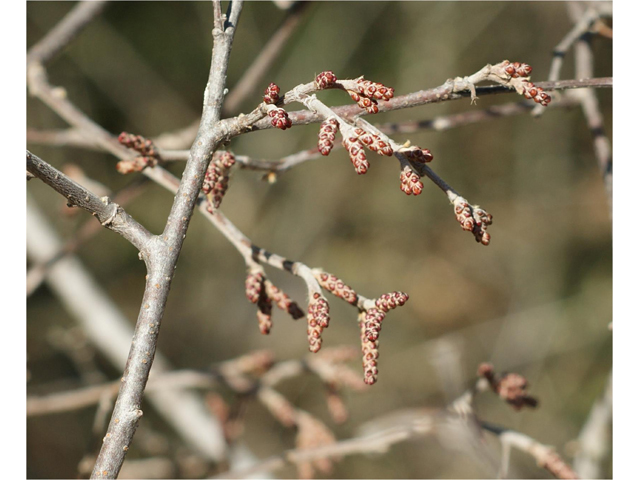 Rhus aromatica (Fragrant sumac) #37685